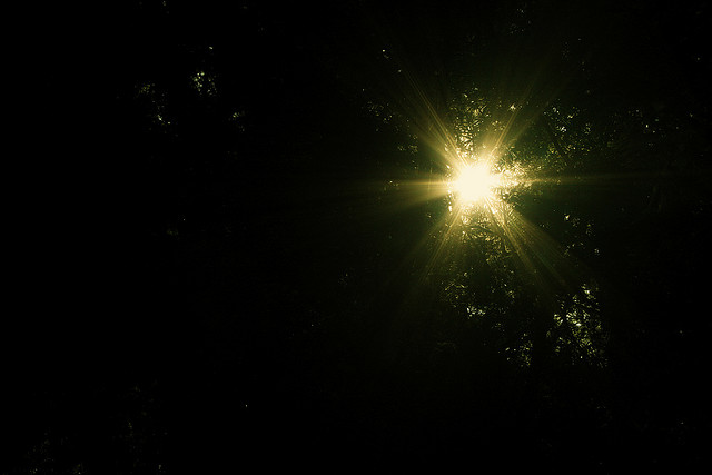 light shining through trees