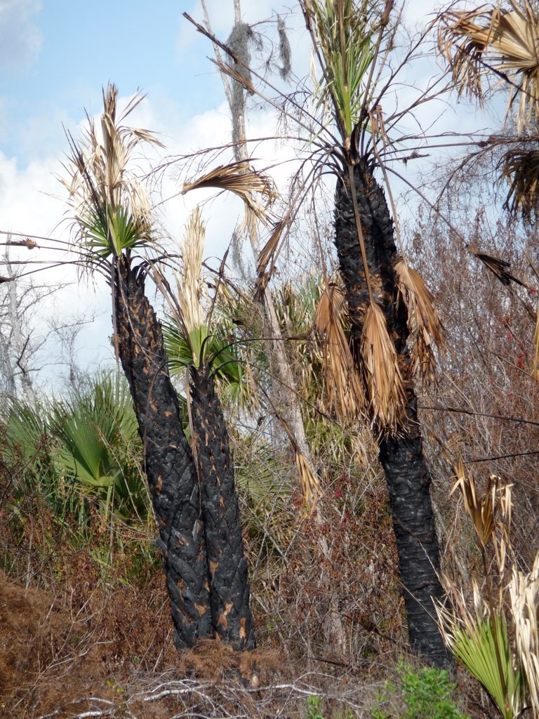 Photograph of Burnt Palms by Rachel Lee